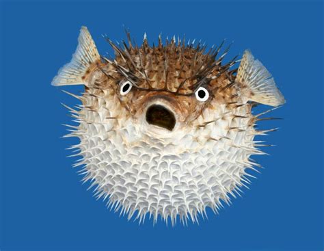 How Do Puffer Fish Inflate And Why Do They Do It