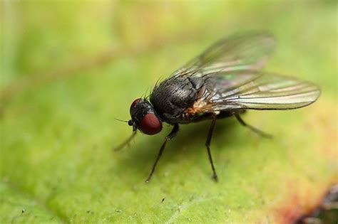 They can eat the cornmeal but not digest it so the die. Teeny Tiny Flies Decapitate Ants by Literally Ripping Off ...