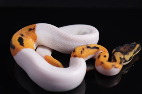 Orange Dream Pied 100 Het Lavender Albino Ball Python By Bbm Reptiles Morphmarket