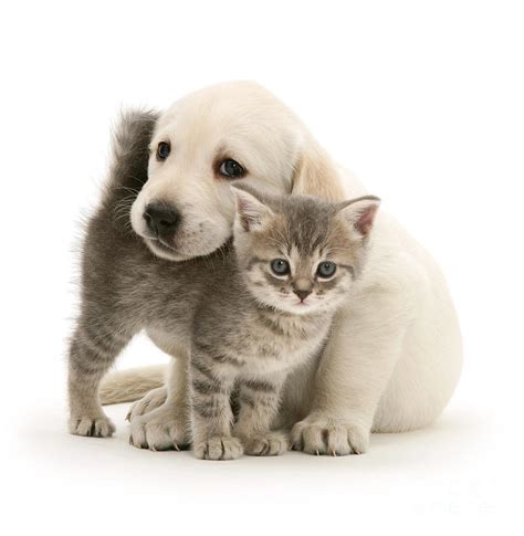 Cute Kitten And Perfect Puppy Photograph By Warren Photographic Fine