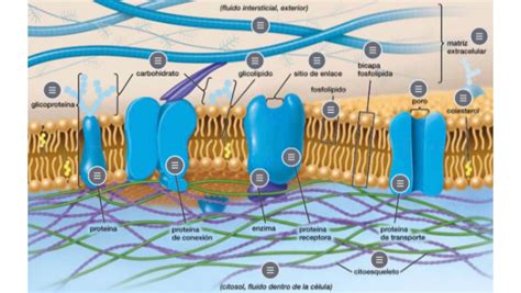 Modelo De Mosaico Fluido De Membrana Celular