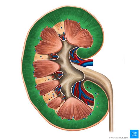 Niere Ren Anatomie Lage Aufbau Und Funktion Kenhub