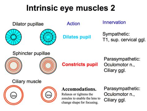 Ocular Exam 3 Extraocular Muscles Flashcards Quizlet