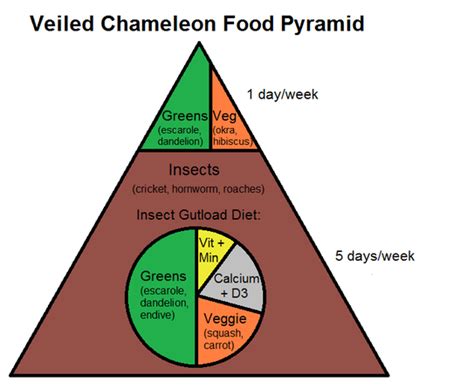 veiled chameleon food pyramid complete critter
