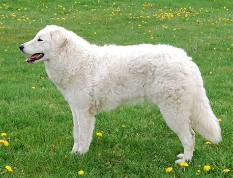 Kuvasz Dog Breed Information All About Dogs