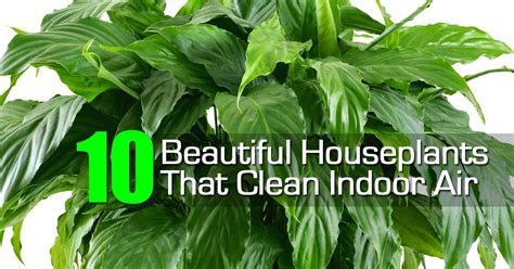 All of these factors are important when considering whether or not and how much indoor house plants affect indoor air quality. 10 Best House Plants That Purify Indoor Air