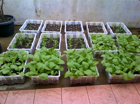 Bagi kamu yang memiliki keterbatasan lahan untuk mendirikan kebun sayur sendiri cobalah membawa kebun sayur tersebut ke dalam rumah. Kebun Sayuran Minimalis Di Rumah - Taman Minimalis Di Rumah