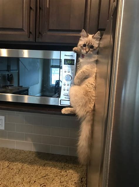 People Are Sharing Hilarious Pics Of Pets Stealing Food And Getting