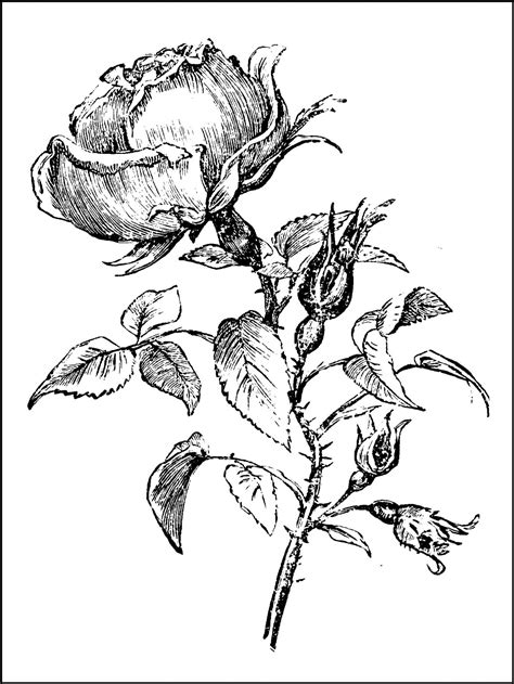 Coloring Pages | Rose