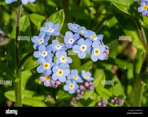Blue Forget Me Not Flowers Myosotis Arvensis Stock Photo Alamy