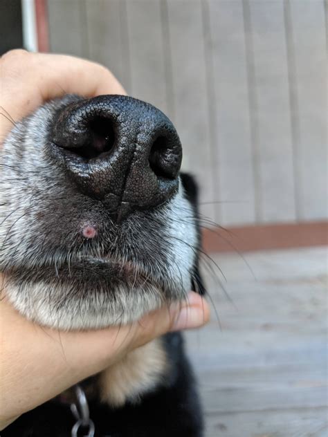 Help Pimple Like Growth On Dog Nose Should I See A Vet Immediately