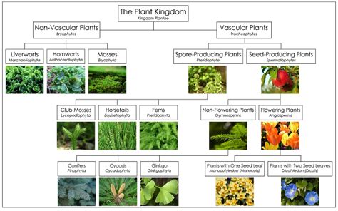 Ciri And Klasifikasi Kingdom Plantae Materi Biologi Kelas 10