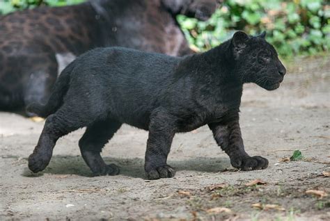 Hd Wallpaper Cubs Baby Animals Panthers Wild Cat Wildlife Black