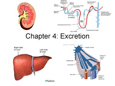 Excretion Revision Powerpoint Presentation In A Level And Ib Biology