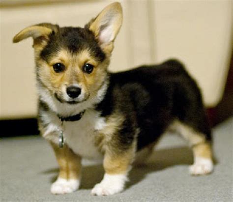 Not seeing what you are looking for? corgi puppies for sale in montana | Zoe Fans Blog | Cute ...