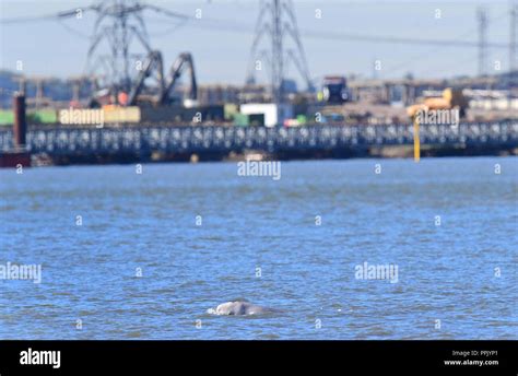 A Beluga Whale Swimming In The Thames Near Gravesend Kent Stock Photo