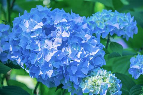 Most Beautiful Blue Flowers For Any Garden Gardening Sun