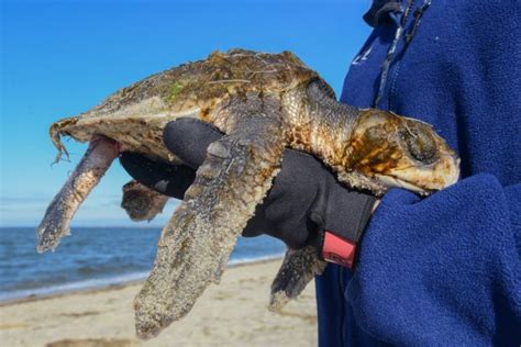 Images Conserving Endangered Kemps Ridley Sea Turtles