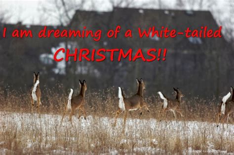 Marians Hunting Stories Etc Etc Etc White Tailed Christmas