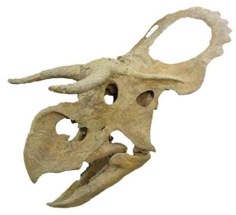 New Dino Cousin Of Triceratops Discovered Discover Magazine