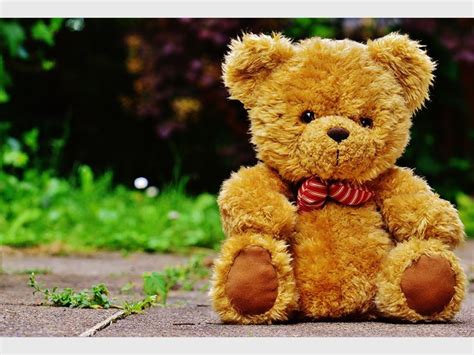 Today's the day the teddy bears have their picnic | Roodepoort Record