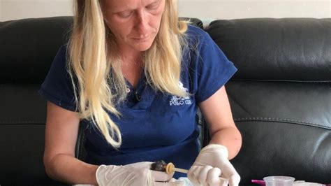 Woman With House Full Of Hedgehogs Says No More Bbc News