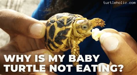 Why Is My Baby Turtle Not Eating Turtleholic