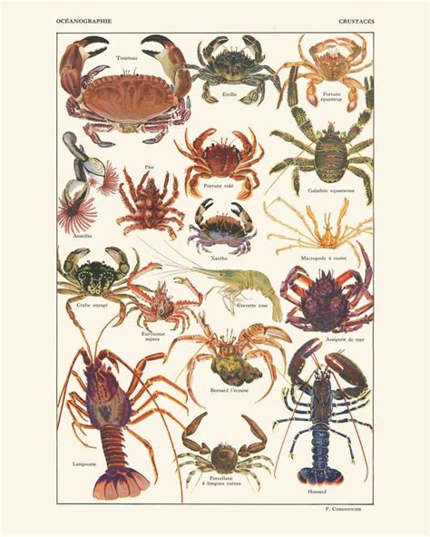 Crustaceans Fish Vintage Print 17 Fish Poster Fish Art Etsy Crab