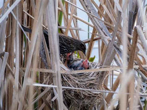 Red Winged Blackbird Nesting All You Need To Know Birdfact