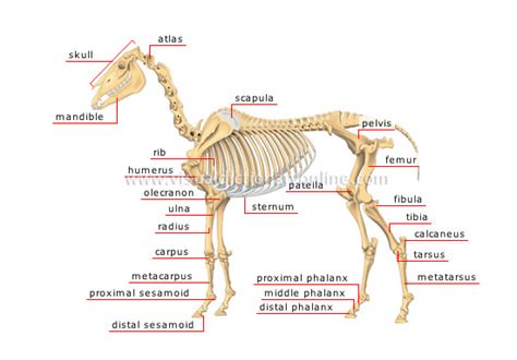 Animal Kingdom Ungulate Mammals Horse Skeleton Of A Horse 1