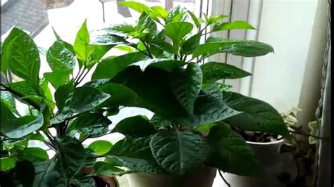 If you have a windowsill that. Healthy plants - Growing hot chili peppers indoor - YouTube