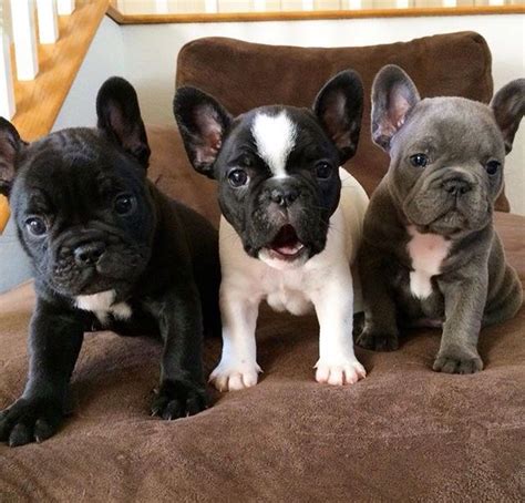 Browse thru our id verified puppy for sale listings to find your perfect puppy in your area. French Bulldog Puppies For Sale | Oklahoma City, OK #214972