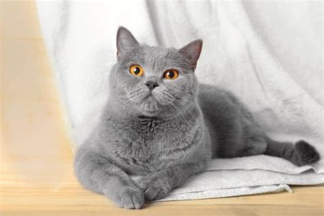 15 Beautiful Grey Cat Breeds Youll Want To Adopt Bubbly Pet