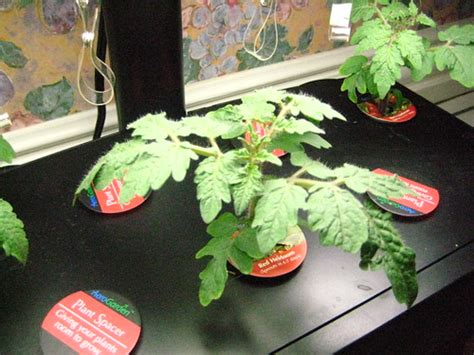 Designed for both the aerogarden classic bounty and ultra, this trellis quickly and easily attaches to your garden giving your plants an extra level of support. Inside Urban Green: An AeroGarden And EarthBox Tomato Farm