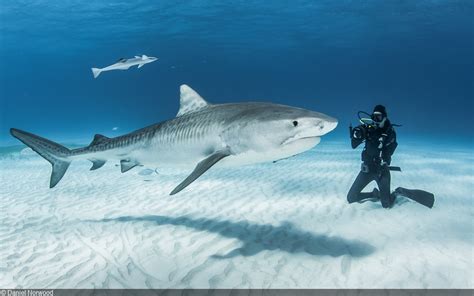 Photographing Tiger Sharks