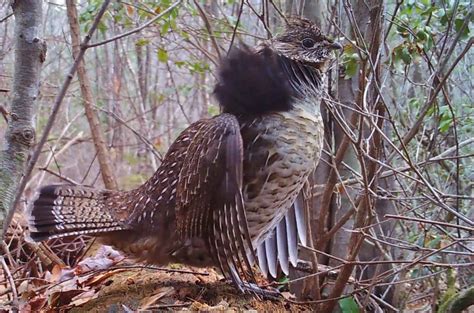 Ruffed Grouse Drumming Video Winterberry Wildlife