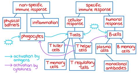 The Immune Response Immunity Ep 1 Zoë Huggett Tutorials