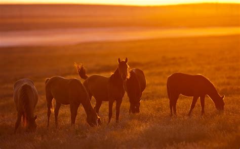 Wallpaper Sunlight Landscape Animals Sunset Field Morning