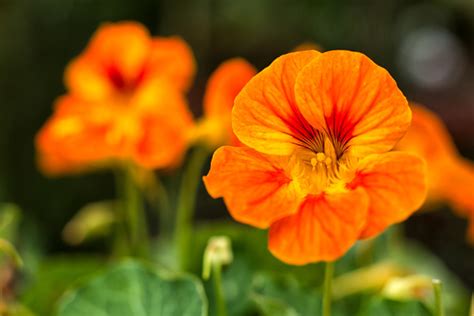 We did not find results for: Fiori Arancioni Nomi