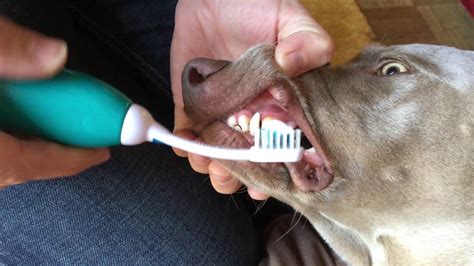 How To Remove Thick Tartar From Dogs Teeth Howtormeov