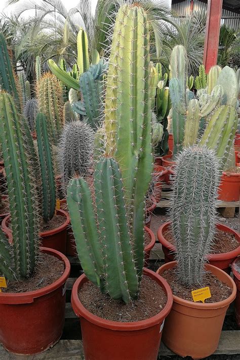 Cereus Peruvianus Peruvian Apple Cactus Thepalmtreecompany