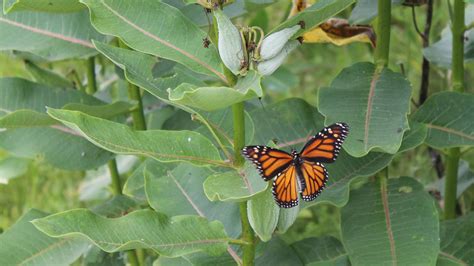 Milkweed Brings Monarch Butterflies To Berkshire Meadows