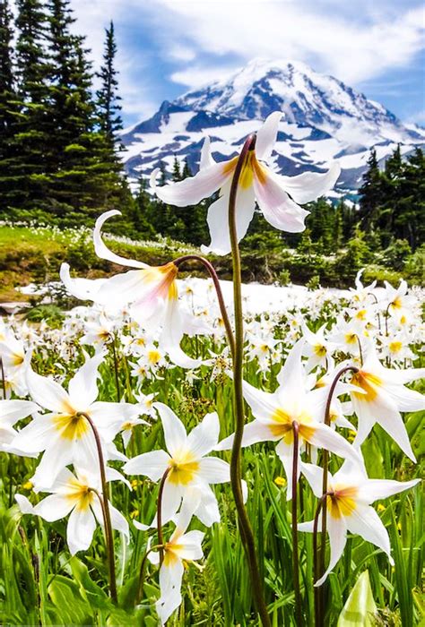 Fields Of White Avalanche Lilies Along The Trail In Spray Park