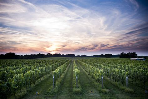 Your Guide To Long Island Vineyards Top 5 East End Wineries