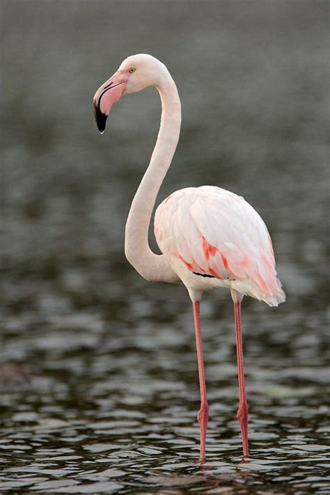 Greater Flamingo Phoenicopterus Roseus Adult Kommetjie Cape