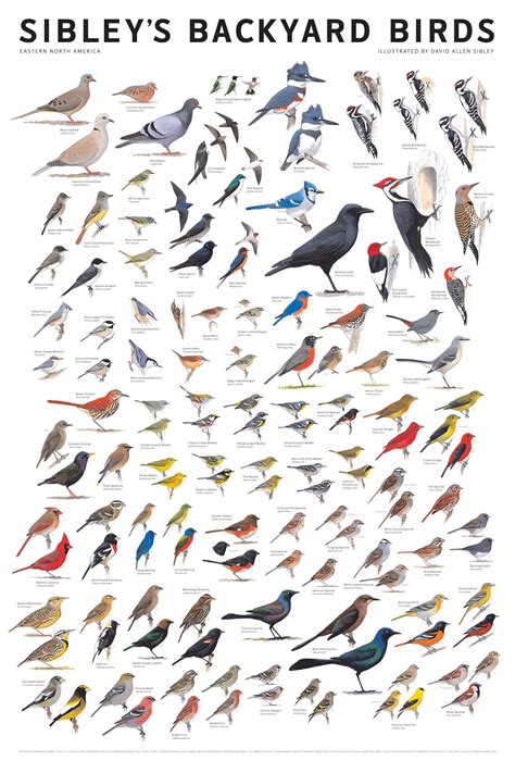 Sibleys Backyard Birds Of Eastern North America Poster Etsy Wild