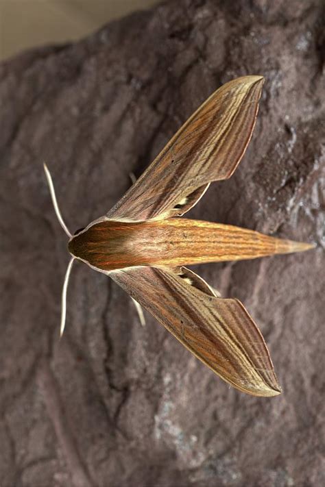 Tersa Sphinx Moth Photograph By Matt Plyler