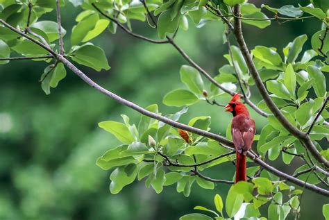 Cardinal Birds And Blooms