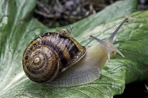 Meet The Terrestrial Snail Cute Creatures Beautiful Creatures