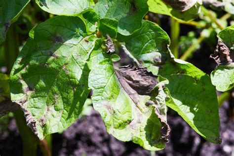 Quand couper les feuilles de pommes de terre ? | Gamm vert